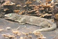 A Halmahera giant gecko is sunbathing. Royalty Free Stock Photo