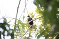 Halmahera Paradise-crow Royalty Free Stock Photo
