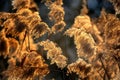 Halms of reed Royalty Free Stock Photo