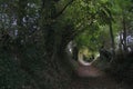 Halnaker tree tunnel Royalty Free Stock Photo