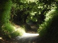 Halnaker tree tunnel path during the summer Royalty Free Stock Photo
