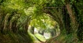 Halnaker tree tunnel in West Sussex UK photographed in autumn with sunlight shining through the branches. Royalty Free Stock Photo