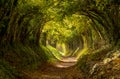 Halnaker tree tunnel in West Sussex UK with sunlight shining in. This is the ancient road from London to Chichester. Royalty Free Stock Photo