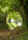 Halnaker tree tunnel in West Sussex UK with sunlight shining in. This is the ancient road from London to Chichester. Royalty Free Stock Photo