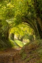 Halnaker tree tunnel in West Sussex UK with sunlight shining in. This is the ancient road from London to Chichester. Royalty Free Stock Photo