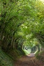 Halnaker tree tunnel in West Sussex UK with sunlight shining in. This path follows the ancient road from London to Chichester. Royalty Free Stock Photo