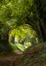 Halnaker tree tunnel in West Sussex UK with sunlight shining in. This is the ancient road from London to Chichester. Royalty Free Stock Photo