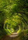 Halnaker tree tunnel in West Sussex UK with sunlight shining in through the branches. Chichester UK. Royalty Free Stock Photo