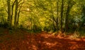 Halnaker Tunnel of Trees in Chichester Royalty Free Stock Photo