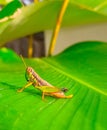 Halo Beautiful plant and Beautiful Grasshopper on the leaf