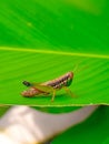 Halo Beautiful plant and Beautiful Grasshopper on the leaf