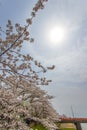 Sun halo in the sky over Hinokinai River,Kakunodate,Akita,Tohoku,Japan during Kakunodate Cherry Blossom Festival 2018