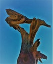 Halo outlined dead cedar tree stands warped against a cerulean sky Royalty Free Stock Photo