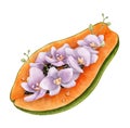 Halo of Papaya with purple orchid Flowers. Hand drawn Watercolor illustration of slice of pawpaw tree Fruit with purple