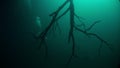 Halocline chemocline sudden change of water salinity and tree roots in cenotes.