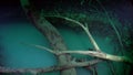 Halocline sudden change of water salinity and tree roots in cenotes.