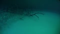 Halocline sudden change of water salinity and tree roots in cenotes.