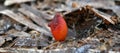 Halocynthia papillosa, red sea squirt Royalty Free Stock Photo