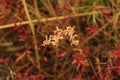 Halophyte plant that grows in waters of high salinity, coming into contact with saline water through its roots