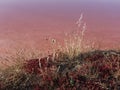 The halophyte plant life at the edge of the red coloured Salt pools of Tavira on the Portugals Algarve Coast.