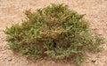 Halophyte plant Zygophyllum qatarense or Tetraena qatarense in desert of a qatar, Selective focus