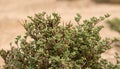 Halophyte plant Zygophyllum qatarense or Tetraena qatarense in desert of a qatar, Selective focus