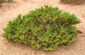 Halophyte plant Zygophyllum qatarense or Tetraena qatarense in desert of a qatar, Selective focus