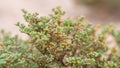 Halophyte plant Zygophyllum qatarense or Tetraena qatarense in desert of a qatar, Selective focus