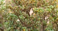 Halophyte plant Zygophyllum qatarense or Tetraena qatarense in desert of a qatar, Selective focus