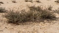 Halophyte Zygophyllum qatarense or Tetraena qatarense plant in desert of a qatar