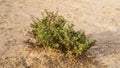 Halophyte Zygophyllum qatarense or Tetraena qatarense plant in desert of a qatar, Selective focus