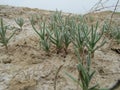 Halophytes on a saline in Uzbekistan. Royalty Free Stock Photo