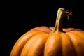 Haloween pumpkin with leafs hazelnuts Royalty Free Stock Photo