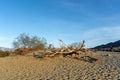 Haloxylon ammodendron, the saxaul in Death Valley on a sunny day