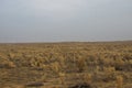 Haloxylon, Gobi, Xinjiang