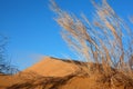 Haloxylon plants and sand dune