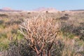 Haloxylon. Saxaul tree in desert, spring morning, Kazakhstan, Haloxylon plants and sand dune. Shrub Saxaul grows in