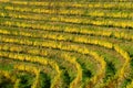 Haloze Hills, Vineyards On Terraces In Autumn