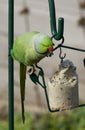Halsbandparkiet, Ring-necked Parakeet, Psittacula krameri
