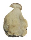 Halved bolete mushroom with parasite isolated on white background Royalty Free Stock Photo