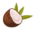 Halved Coconut with Hard Shell and Fibrous Husk and Pinnate Leaf Vector Illustration