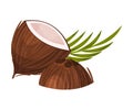Halved Coconut with Hard Shell and Fibrous Husk and Pinnate Leaf Vector Illustration