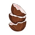 Halved Coconut with Hard Shell and Fibrous Husk Showing White Inner Flesh Vector Illustration