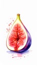 Halved Fig Fruit Watercolor Illustration with Vibrant Red Interior on White Background Royalty Free Stock Photo