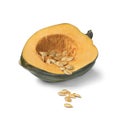 Halved fresh green acorn squash with seeds