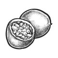 Halved passion fruit sketch. Vector passionfruit Royalty Free Stock Photo