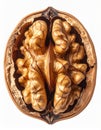 Halved Walnut with Visible Kernel Texture Isolated on White Background Close Up Royalty Free Stock Photo