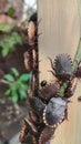 Halyomorpha halys Brown Marmorata Stink Bugs congregate down