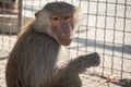 Hamadryad monkey sitting in the zoo cage Royalty Free Stock Photo
