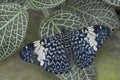 Hamadryas amphinome butterfly at the La Selva Jungle Lodge,  Amazon Royalty Free Stock Photo